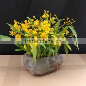 Oncidium Orchid thumbnail-3