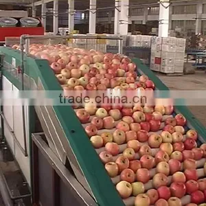 Fruits Shaddock Grading Machine Sorter Grader Separator Weight Sorting Machine thumbnail-1