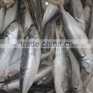 Frozen Horse Mackerel thumbnail-3