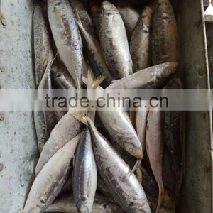 Frozen Hot Sale W/R Horse Mackerel Fresh thumbnail-1