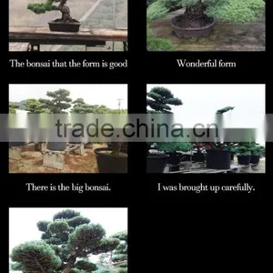 Professional and High-grade Bonsai Plants for Sale Tree at Custom Tailoring thumbnail-4