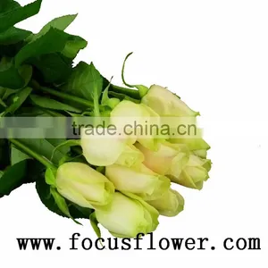 Newest Fresh Cut Roses Happy Valentine Rose Vendela Rose With 0.8_1.2kg/bundle From China Kenya thumbnail-2