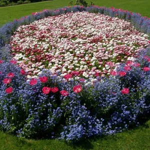 Emerald Green Landscaping Ornamental Garden Plants 40-60cm Yellow thumbnail-1