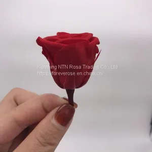 High Quality Timeless Preserved Flower to Make Gorgeous Flower Gifts thumbnail-1