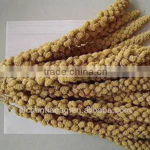 Organic Yellow/red Millet Spray thumbnail-1