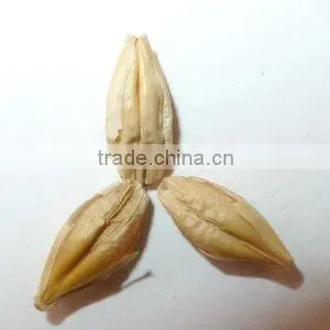 Organic Hulled Barley thumbnail-1