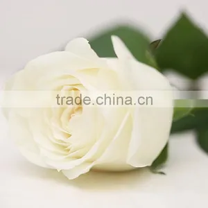 Factory Vendela Flower Real Touch White Rose thumbnail-6