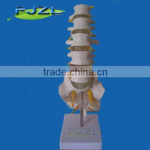 Medical Sicence Lumbar Spinal Column With Sacral and Coccyx Bone thumbnail-1