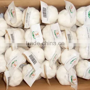 Fresh Garlic thumbnail-2