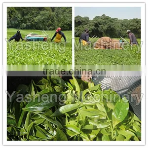 Tea Machine for Harvesting Tea Leaves thumbnail-5