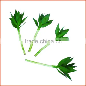 40cm Lotus Lucky Bamboo Air Bonsai Tree Dracaena Sanderiana Indoor Water Aquatic Feng Shui Plants Nursery Garden Decoration thumbnail-4