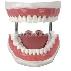 Artificial Tooth, Medical Model thumbnail-1