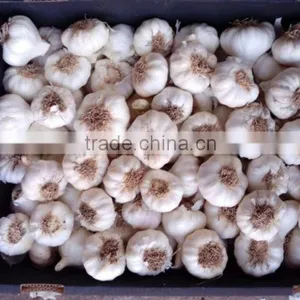 High Quality Garlic White Garlic With Good Packing thumbnail-1