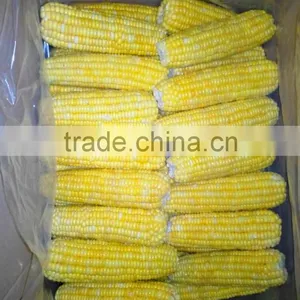 Chinese IQF Steamed Blanched IQF Frozen Sweet Corn Yellow Corn thumbnail-4