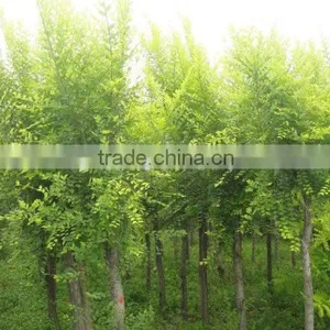 Ulmus Pumila L. Tree thumbnail-6