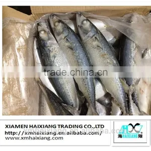 Frozen Mackerel Prices thumbnail-4