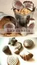 Seashell thumbnail-1