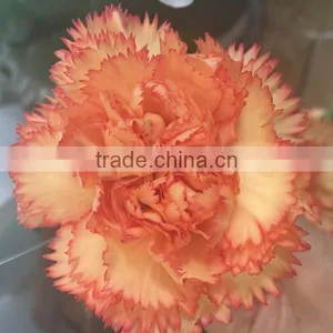 Fresh Cut Carnation Flower From China thumbnail-3