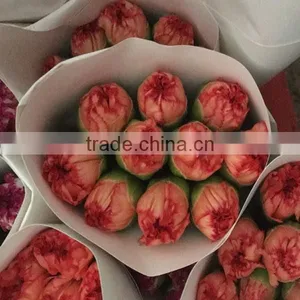 Cheap Price Carnation Cut Flower thumbnail-6