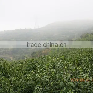 Green Tea Powder, Green Tea Fanning, Green Tea Dust thumbnail-4