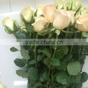 Fresh Cut Flower Varieties Fresh Rose Flowers Hot Selling thumbnail-5