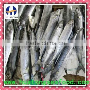 Spanish Mackerel Fillets-skin on thumbnail-1