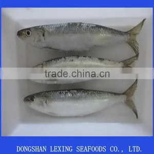 Frozen Whole Round Sardine thumbnail-1