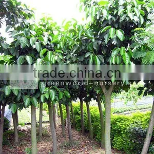 Ficus Altissima Farm thumbnail-1