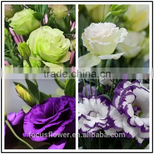 World Class Pink Ring Eustoma Seeds With Factory Price thumbnail-6