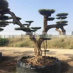 Pompon Olive Tree - Olea Europaea Pom Pon Centenary thumbnail-2