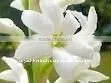 Chameli Oil thumbnail-3