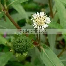 Eclipta Alba thumbnail-4