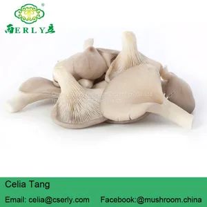 Dried Oyster Mushroom thumbnail-4