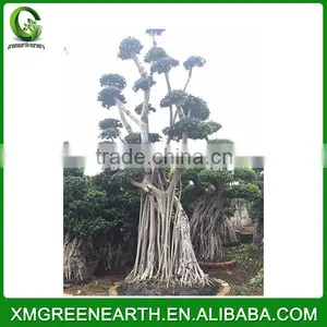 Ficus Microcarpa Big Bonsai 5m (1) thumbnail-3
