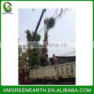 Washingtonia Robusta Palms Trunk 2.5m (2) thumbnail-3