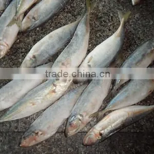 High Quality Horse Mackerel(Decapterus Maruadsi) 60-80 Pcs thumbnail-1