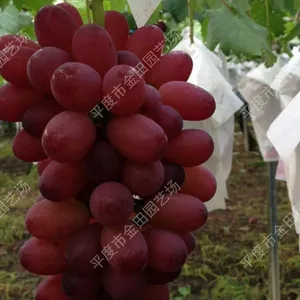 Early American Index Grape Seedlings Grape Vines thumbnail-1