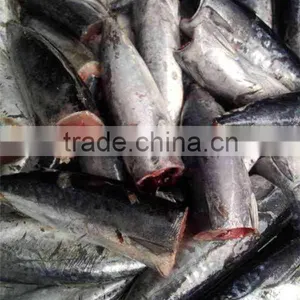 HACCP EU HGT Frozen Bonito Fish and Auxis Thazard thumbnail-5