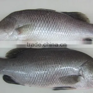 Frozen Barramundi Fillet thumbnail-1