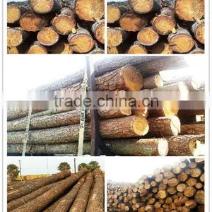 Pine or Birch Wood Logs China thumbnail-1