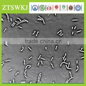 Best Quality Factory Price Bacillus Subtillis thumbnail-1