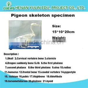 Pigeon Skeleton Preserved Model Skeleton for Teaching and Medical for Agriculture thumbnail-1