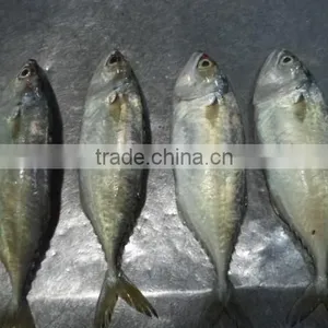 FROZEN SHORT BODIED MACKEREL WHOLE ROUND thumbnail-1