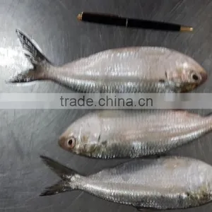 FROZEN SARDINE WHOLE ROUND thumbnail-1