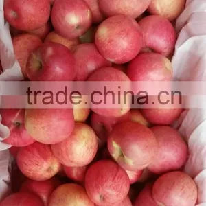 Paper Cap Bagged Qinguan Apple thumbnail-1