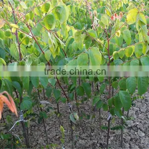 Averrhoa Carambola Tree Seedling thumbnail-2