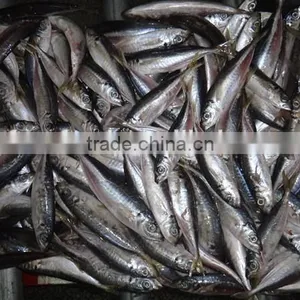 Mahi Mahi Horse Mackerel thumbnail-2