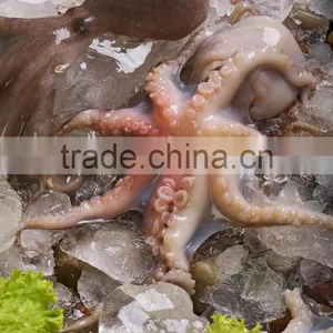 Frozen Baby Otopus IQF thumbnail-1