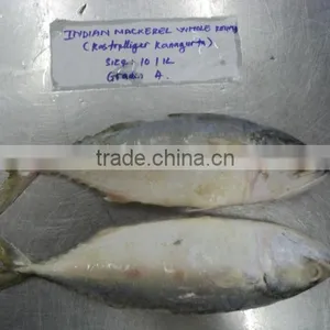 FROZEN INDIAN MACKEREL thumbnail-1