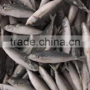 IQF Frozen Horse Mackerel/round Scad thumbnail-4